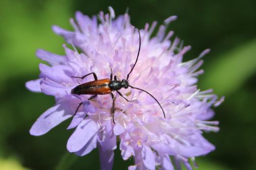 Réf. 237 484 : Stenurella melanura